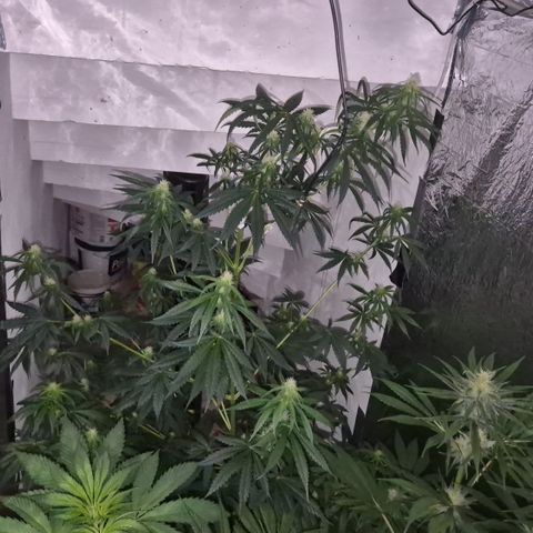 🌅Sherbi photo, blue sunset sherbert, Barneys farm  growlog timeline photo