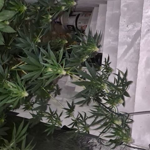 🌅Sherbi photo, blue sunset sherbert, Barneys farm  growlog timeline photo