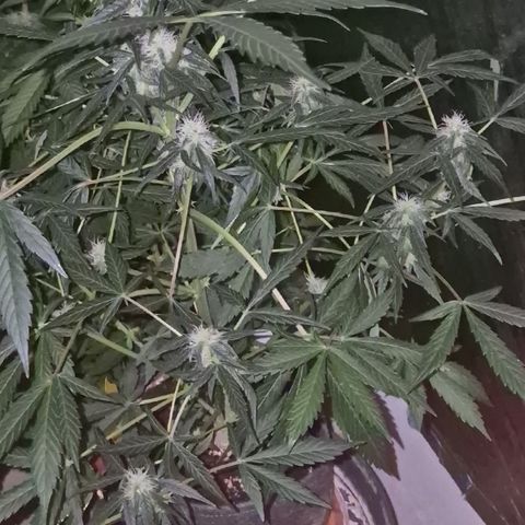 🌈 Zkittles auto🌈 growlog timeline photo
