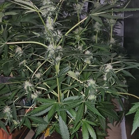 🌈 Zkittles auto🌈 growlog timeline photo