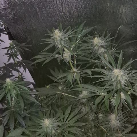 🍍Anna  #1 amnesia lemon  growlog timeline photo
