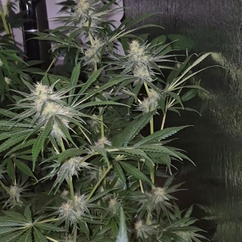 🍍Anna  #1 amnesia lemon  growlog timeline photo