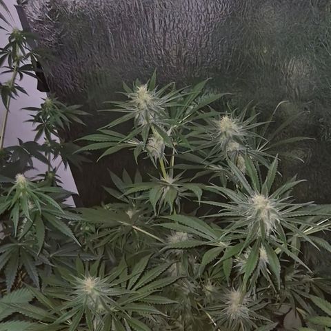 🍍Anna  #1 amnesia lemon  growlog timeline photo