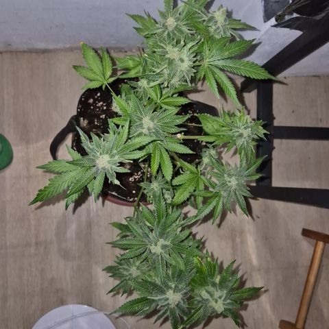 Kushi 😶‍🌫️(rest n. Teilernte/ critical kush, 9.1.24 🎁, Kümmerling) growlog timeline photo