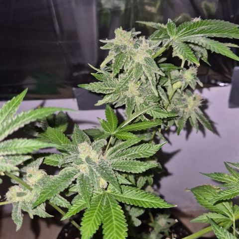 Kushi 😶‍🌫️(rest n. Teilernte/ critical kush, 9.1.24 🎁, Kümmerling) growlog timeline photo