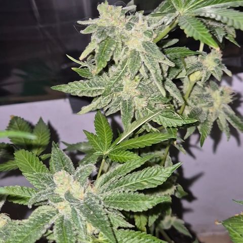 Kushi 😶‍🌫️(rest n. Teilernte/ critical kush, 9.1.24 🎁, Kümmerling) growlog timeline photo