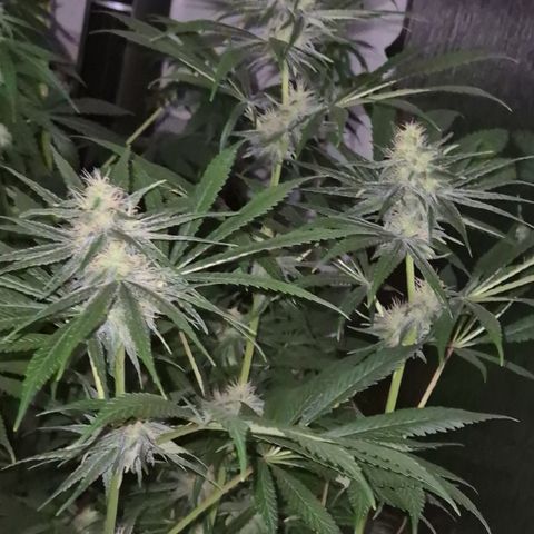 🍍Anna  #1 amnesia lemon  growlog timeline photo