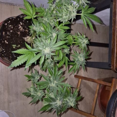 Kushi 😶‍🌫️(rest n. Teilernte/ critical kush, 9.1.24 🎁, Kümmerling) growlog timeline photo