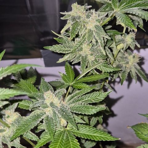 Kushi 😶‍🌫️(rest n. Teilernte/ critical kush, 9.1.24 🎁, Kümmerling) growlog timeline photo