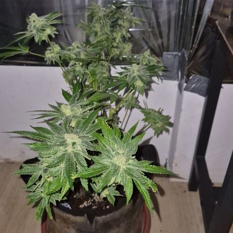 Kushi 😶‍🌫️(rest n. Teilernte/ critical kush, 9.1.24 🎁, Kümmerling) growlog timeline photo
