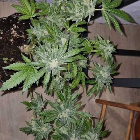 Kushi 😶‍🌫️(rest n. Teilernte/ critical kush, 9.1.24 🎁, Kümmerling) growlog timeline photo