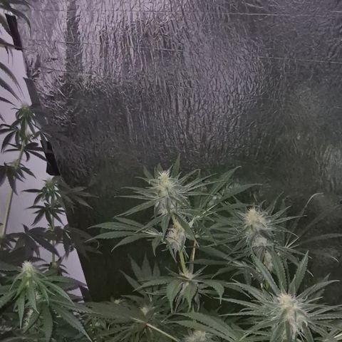 🍍Anna  #1 amnesia lemon  growlog timeline photo
