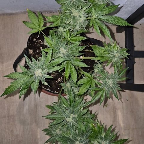 Kushi 😶‍🌫️(rest n. Teilernte/ critical kush, 9.1.24 🎁, Kümmerling) growlog timeline photo