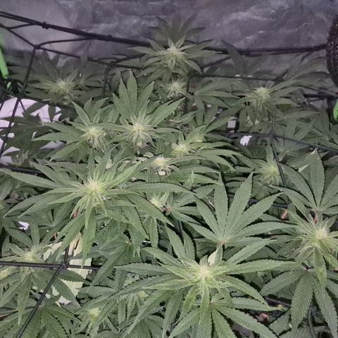 Mimosa evo Photo ♥️ Barney's Farm  growlog timeline photo
