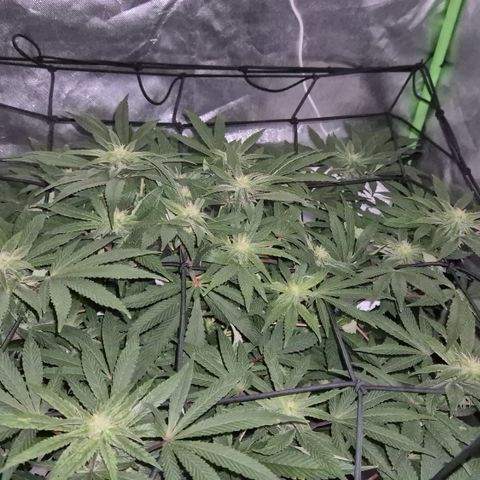 Mimosa evo Photo ♥️ Barney's Farm  growlog timeline photo