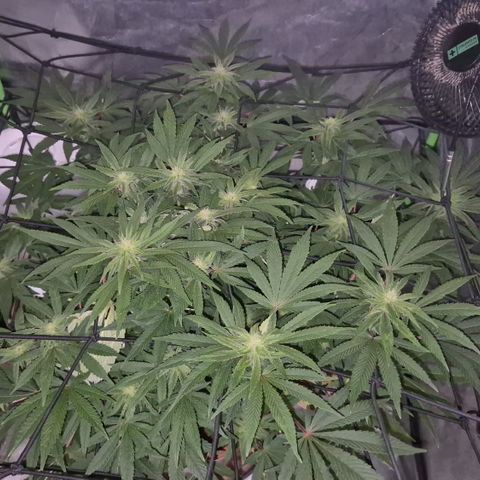 Mimosa evo Photo ♥️ Barney's Farm  growlog timeline photo