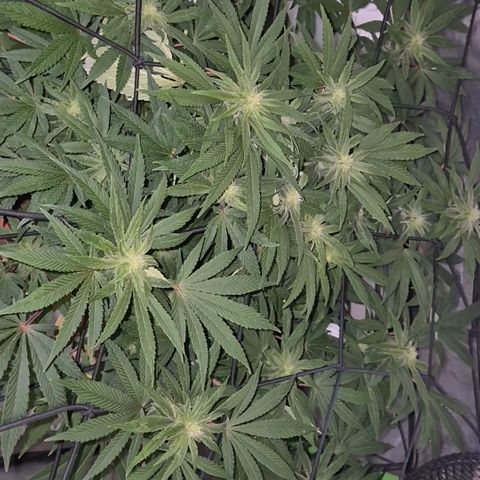 Mimosa evo Photo ♥️ Barney's Farm  growlog timeline photo
