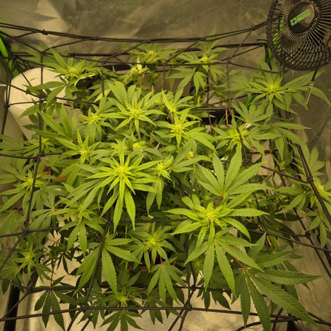 Mimosa evo Photo ♥️ Barney's Farm  growlog timeline photo