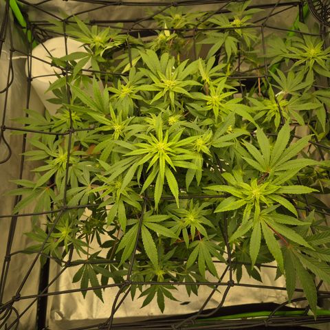 Mimosa evo Photo ♥️ Barney's Farm  growlog timeline photo