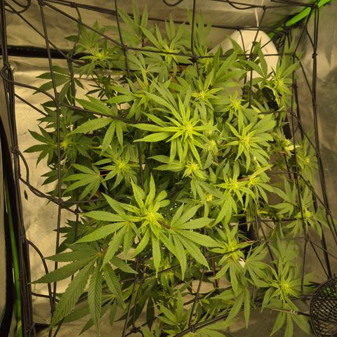 Mimosa evo Photo ♥️ Barney's Farm  growlog timeline photo