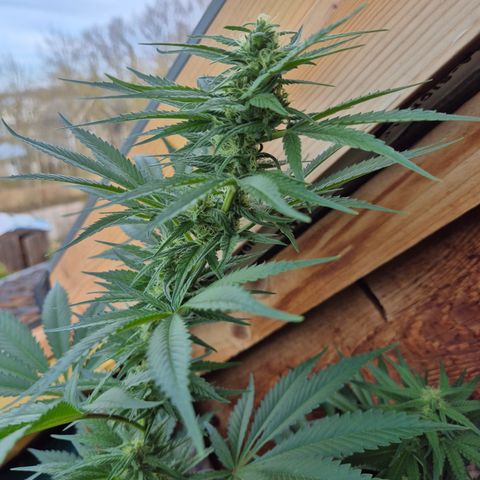 DieAnnas  #2 amnesia lemon/ungedämmter Dachboden growlog timeline photo