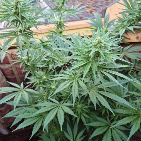 DieAnnas  #2 amnesia lemon/ungedämmter Dachboden growlog timeline photo
