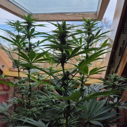 DieAnnas  #2 amnesia lemon/ungedämmter Dachboden growlog timeline photo