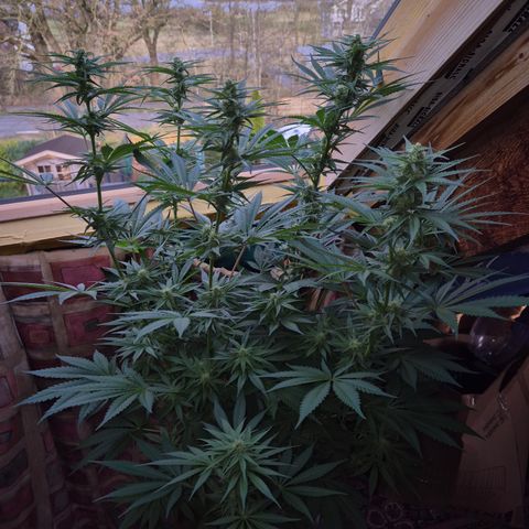 DieAnnas  #2 amnesia lemon/ungedämmter Dachboden growlog timeline photo