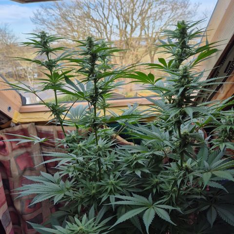 DieAnnas  #2 amnesia lemon/ungedämmter Dachboden growlog timeline photo