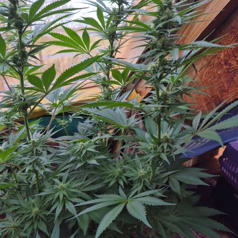 DieAnnas  #2 amnesia lemon/ungedämmter Dachboden growlog timeline photo