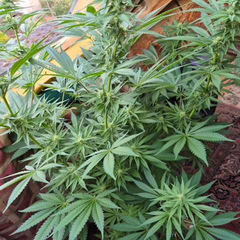 DieAnnas  #2 amnesia lemon/ungedämmter Dachboden growlog timeline photo