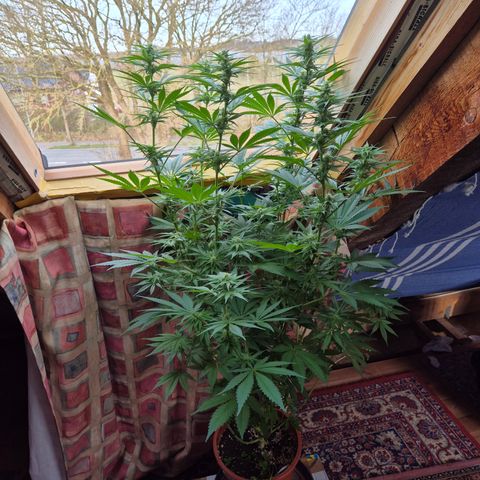 DieAnnas  #2 amnesia lemon/ungedämmter Dachboden growlog timeline photo