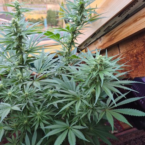 DieAnnas  #2 amnesia lemon/ungedämmter Dachboden growlog timeline photo