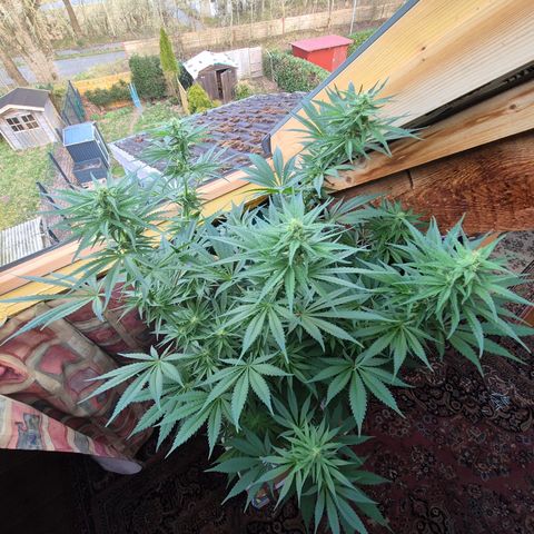 DieAnnas  #2 amnesia lemon/ungedämmter Dachboden growlog timeline photo