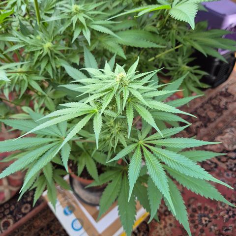DieAnnas  #2 amnesia lemon/ungedämmter Dachboden growlog timeline photo