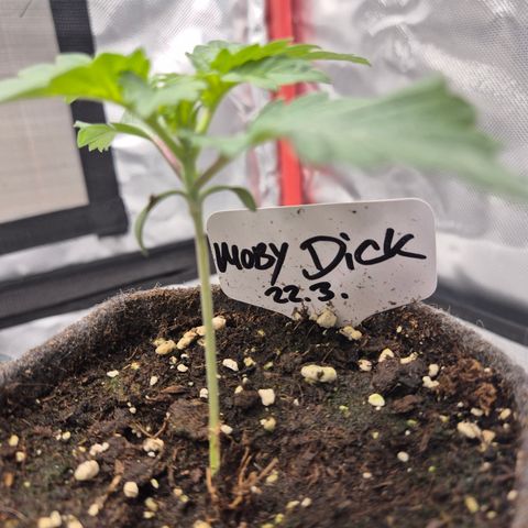Moby 🍆  growlog timeline photo