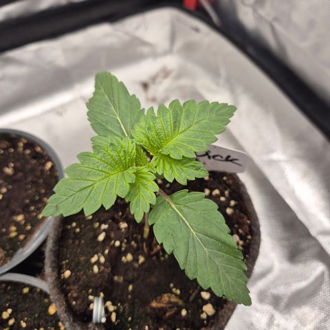 Moby 🍆  growlog timeline photo