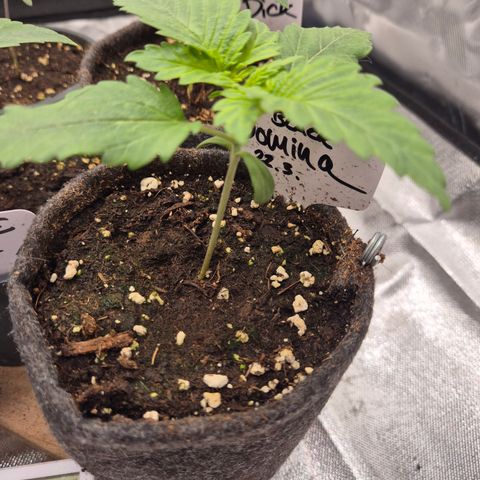 Black Domina 💃 growlog timeline photo