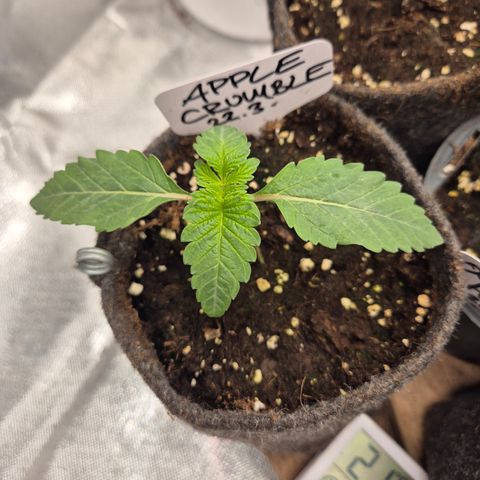 Apple crumble Ben growlog timeline photo