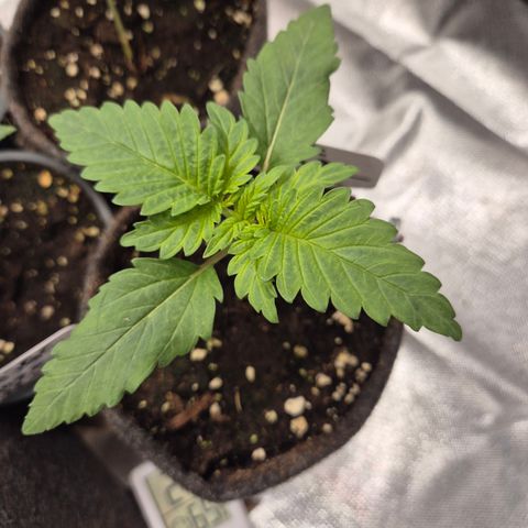 Black Domina 💃 growlog timeline photo