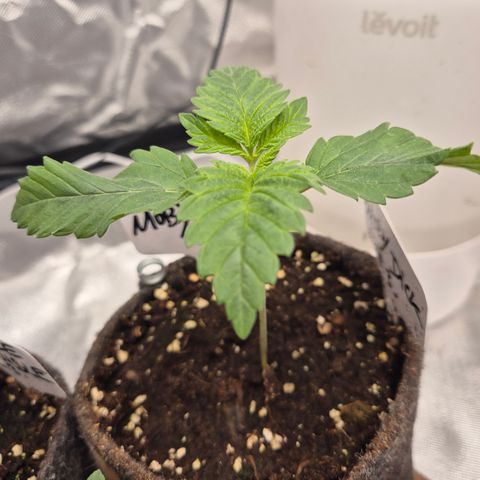 Moby Dick 1 growlog timeline photo