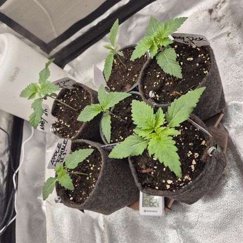 Black Domina 💃 growlog timeline photo