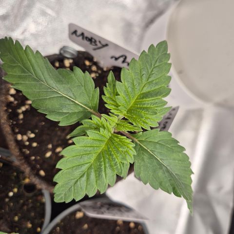 Moby Dick 1 growlog timeline photo