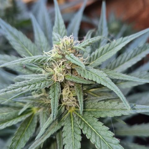 DieAnnas  #2 amnesia lemon/ungedämmter Dachboden growlog timeline photo