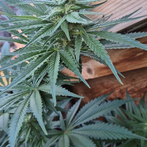 DieAnnas  #2 amnesia lemon/ungedämmter Dachboden growlog timeline photo