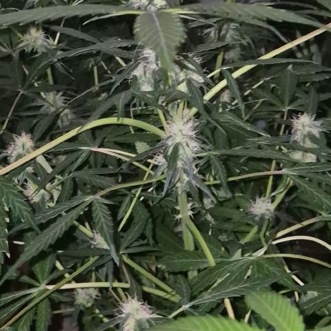 🌈 Zkittles auto🌈 growlog timeline photo