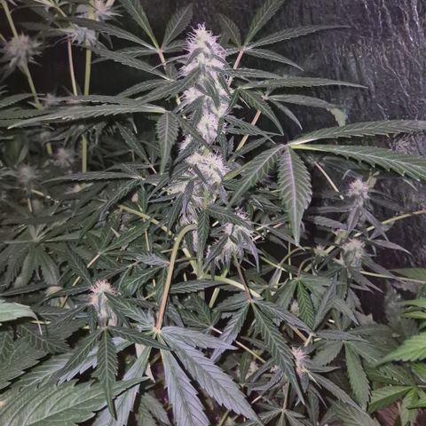 🌈 Zkittles auto🌈 growlog timeline photo