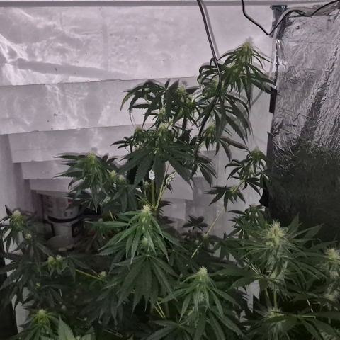 🌅Sherbi photo, blue sunset sherbert, Barneys farm  growlog timeline photo