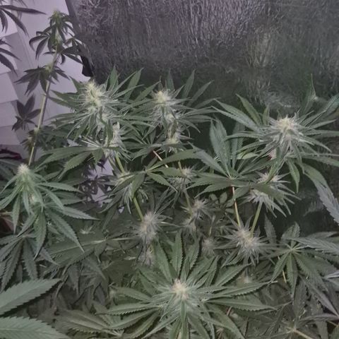 🍍Anna  #1 amnesia lemon  growlog timeline photo