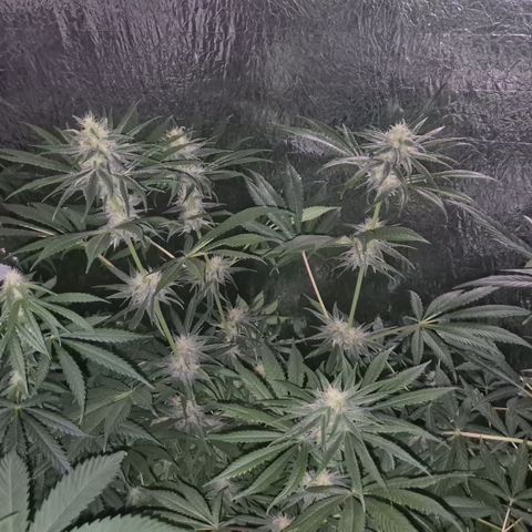 🍍Anna  #1 amnesia lemon  growlog timeline photo